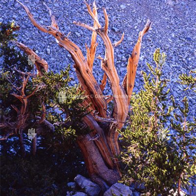 Bristlecone Pine I, NV